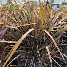 Image result for Phormium