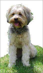 Maintain the treats in moderation since the excess might have a reverse effect on the already fat dog. Homemade Low Fat Dog Food Diets Whole Dog Journal