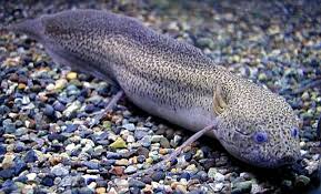 Lungfish are able to live on the land for months and even a year. Gilled African Lungfish Protopterus Amphibius Tropical Fish Keeping Fishing Boats Blog