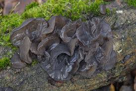 Image result for Exidia sp.