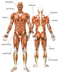 Muscular system anatomy:back region torso muscles model description. Human Torso Muscles Human Anatomy Muscles Of The Torso Human Anatomy Muscles Of The Torso And Shoulde Human Muscle Anatomy Human Body Muscles Muscle Anatomy