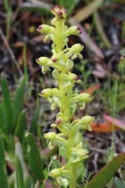 Image result for Satyrium trinerve