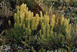 Image result for Huperzia afromontana
