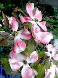 The flowers are fragrant, although they. Cornus Florida Comco No 1 Cherokee Brave Native Dogwood Deciduous Flowering Tree Sun To Part Shade 20 Year Size Flowering Trees Night Flowers Dogwood Trees