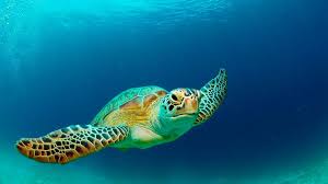 Schnorchelmasken von sea turtle online kaufen. Covid 19 S Far Reaching Effect On A Turtle Sanctuary Bbc Future