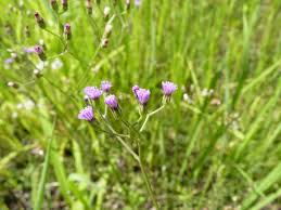 Image result for Vernonia cinerascens