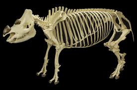 Timeline Photos Museum Of Osteology Facebook Animal Skeletons Animal Bones Skull And Bones