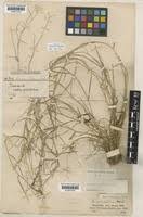 Image result for Isachne mauritiana