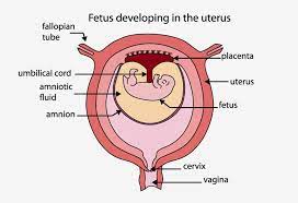 8 Ways To Increase Or Decrease Amniotic Fluid During Pregnancy