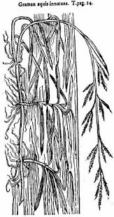 Image result for Glyceria fluitans