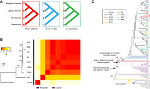 Wild bactrian camels are limited to three pockets in population threats. Whole Genome Sequencing Of 128 Camels Across Asia Provides Insights Into Origin And Migration Of Domestic Bactrian Camels Biorxiv
