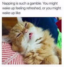 Funny Cat Memes With Captions Never Fail To Make Us Lol Funny Animals Daily Lol Pics Funny Cat Memes Cat Memes Nap Meme