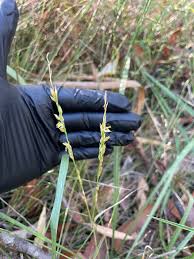 Image result for Alloteropsis semialata