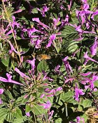 Image result for Hypoestes aristata