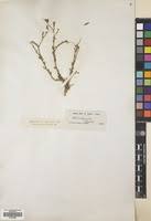 Image result for Cystostemon hispidissimus