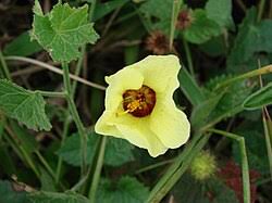 Image result for Pavonia burchellii