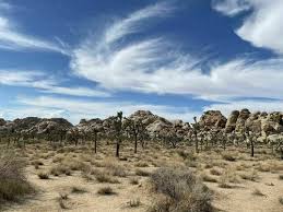 Joshua Tree National Park Beliebte Routen Alltrails