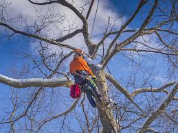 Mishawaka Tree Service Tree Care And Tree Service In Mishawaka In