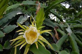 Monitor the plant daily and remove or kill any new mealybugs until the pests are gone. Plant Of The Month Night Blooming Cereus Puts On A Show While Providing Fruit West Hawaii Today