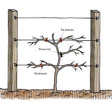 We did not find results for: An Easy Approach To Espalier Finegardening