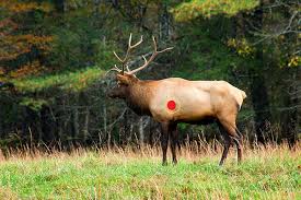 Elk Kill Zone 3 Surprising Tips To Get Perfect Elk Shot