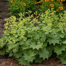 Image result for Alchemilla kiwuensis