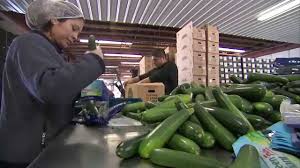 Check spelling or type a new query. Zucchini Packing Youtube
