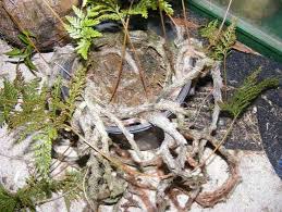 Image result for Lellingeria