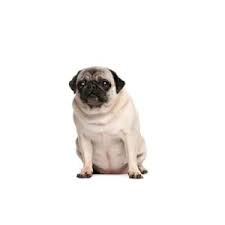 Get buying tips about pet stores delivered to your inbox. Pug Puppies Petland Hoffman Estates