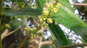 Image result for Harpephyllum afrum