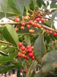 Image result for Ilex mitis