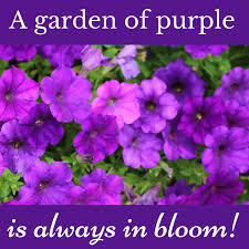 Purple sunsets #detroit #dji #djimini2 #drone #aerialphotography #purpleaesthetic pic.twitter.com/dzjhxhldfv. 11 Purple Quotes To Share With Those Who Love Purple Purpleologist