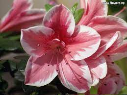 Google Image Result For Http Images Flowers Vg 1024x768 Azalea Jpg Azalea Flower Flowers Sugar Flowers