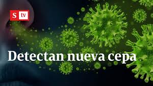Nueva cepa de covid llega al líbano en vuelo procedente de londres. Cientificos Identifican Nueva Cepa Del Coronavirus En Brasil Videos Semana Youtube