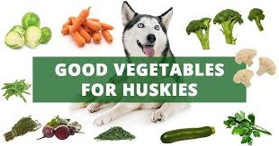 Jul 19, 2017 · plain raw, steamed, or cooked zucchini is safe for dogs to eat, but this can pose a dilemma, as many of us prefer to eat zucchini with a little bit of seasoning. Raw Zucchini For Dogs Pasteurinstituteindia Com
