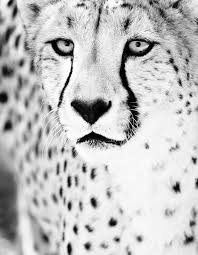 Black And White Cheetah Photography Cheetah Monochrome Art Photo Black And White Wall Art Fine Etsy Animal Photography Print Black And White Wall Art Monochrome Art