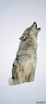 Wolf lays down was born in 1839, at birth place, montana. The Wolf Returns Call Of The Wild Christmas Specials The Economist