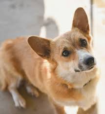 This species is a very rare vagrant to western europe. Corgipoos Corgi Poodle Mix Corgi Poodle Mix Oswald Vineyard