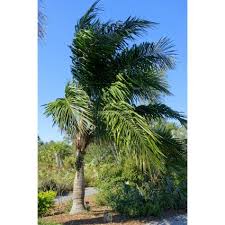 Image result for Syagrus