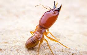 Select pest control experts will relieve you of your problems with pests like spiders. Reynolds Pest Management Inc Pest Control In Jupiter Port St Lucie Florida