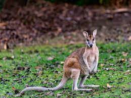 Wallabies are marsupials that look like a kangaroo but are smaller. Wallabies Latest News Breaking Stories And Comment The Independent