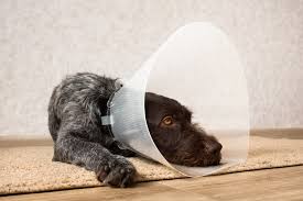 Add 3 items to cart and enjoy 1 free. The Cone Of Shame Makes Pets Miserable The University Of Sydney