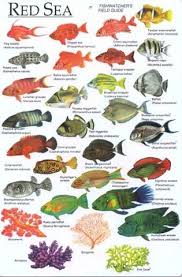 Red Sea Fish Identification Chart Fish Chart Sea