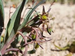 Image result for Ornithoglossum viride