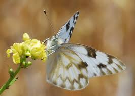 Image result for Pearsonia mesopontica