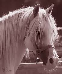 Pin On Arabian Horse