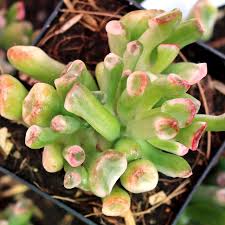Image result for Crassula vaginata