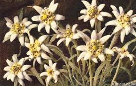 Pin Van Liana Op Flora Fungi Witte Bloemen Planten Bloemen