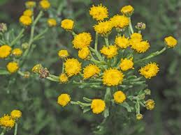 Image result for Phymaspermum