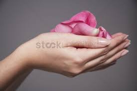 For this reason, several views may have to be shown to Woman Cupping Hands Full Of Pink Rose Petals Close Up On Hands Stock Photo 1890840 Stockunlimited